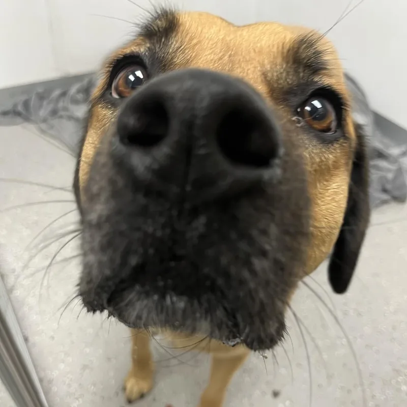 An adult large-sized male Brown / Chocolate Black Mouth Cur dog named Boone for adoption in La Grange, KY