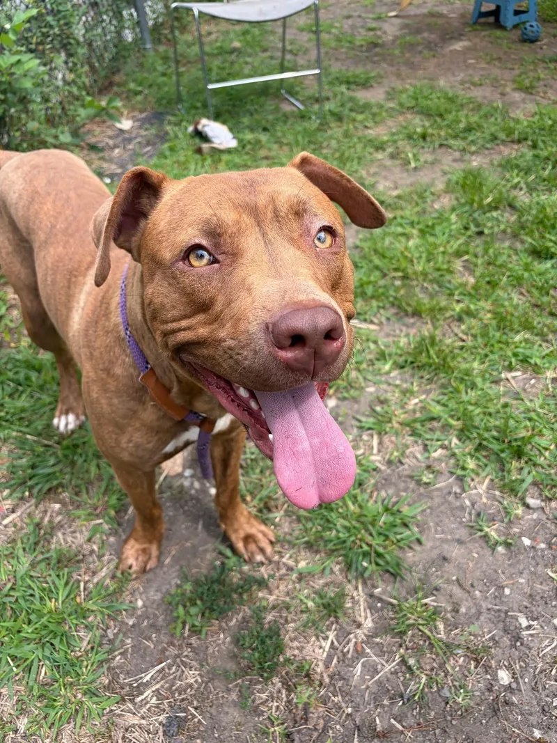 An adult medium-sized male Brown / Chocolate Pit Bull Terrier dog named Cheddar for adoption in Chicago, IL