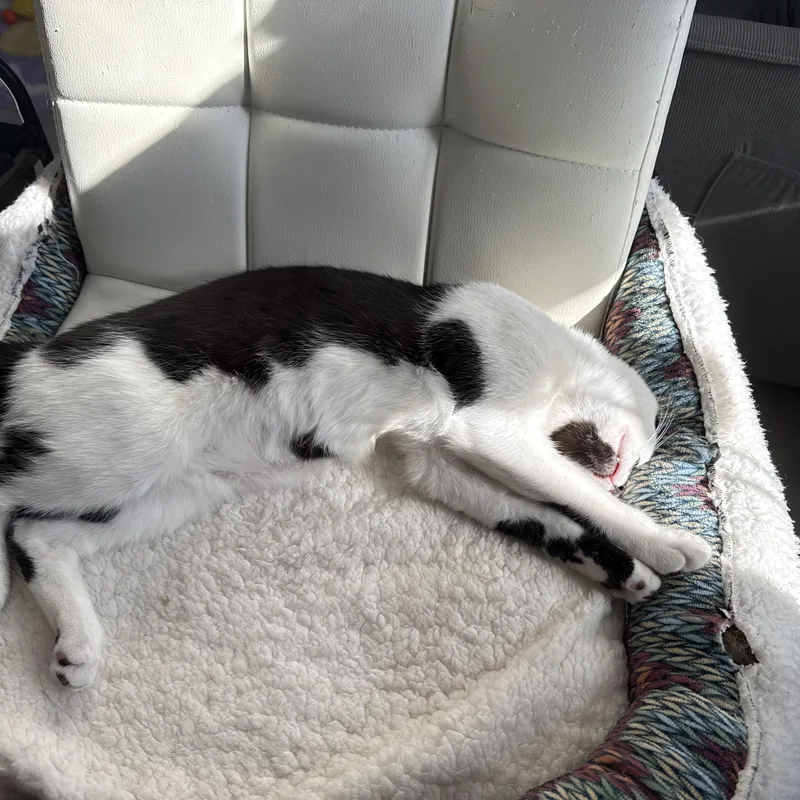 Puff And Skippy thumbnail 2