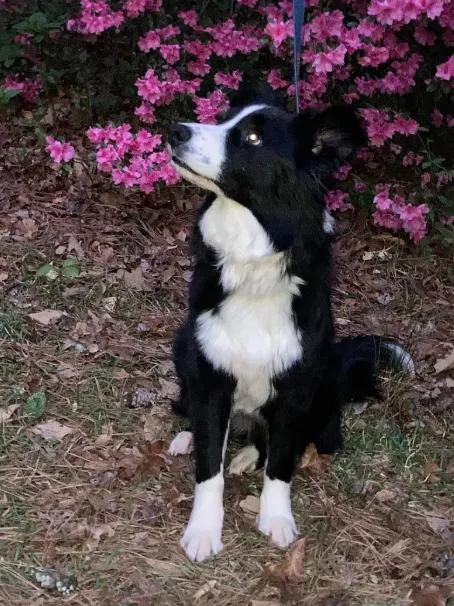 A young medium-sized female Black Border Collie dog named Kelly for adoption in Durham, NC