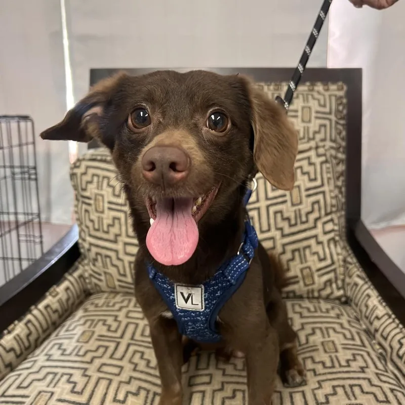 An adult small-sized male Red / Chestnut / Orange Dachshund (Miniature Long Haired) dog named Maverick for adoption in St. Peters, MO