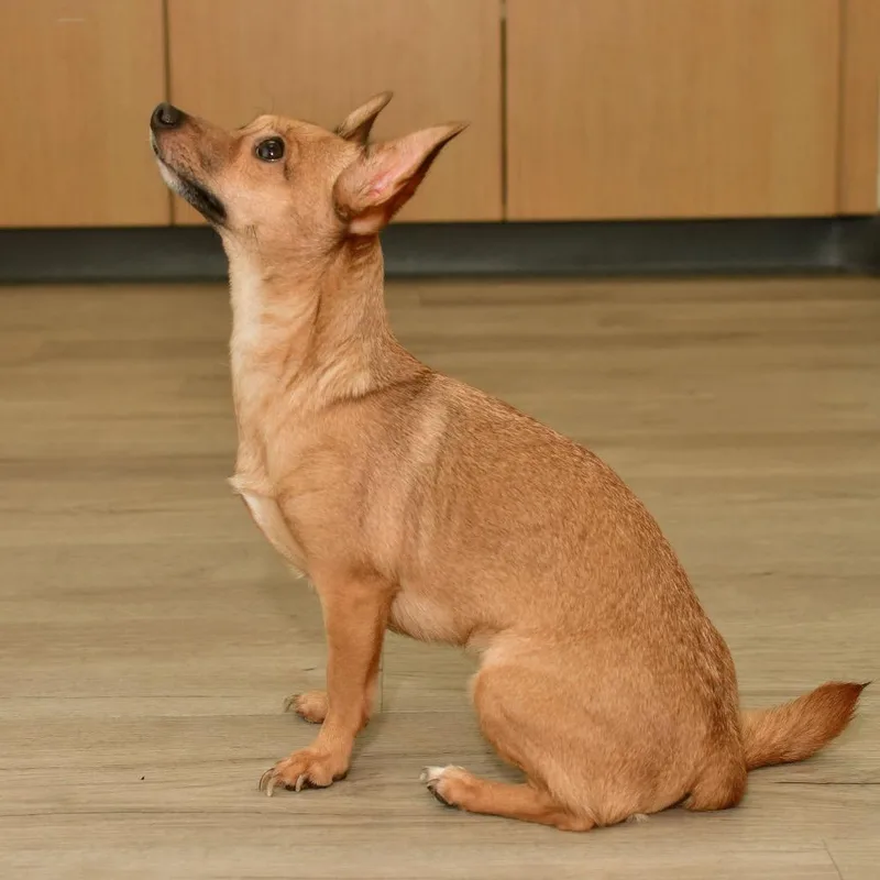 An adult small-sized female Brown / Chocolate Chihuahua dog named Minnie for adoption in Ottawa, KS