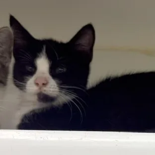A young medium-sized female Domestic Short Hair cat named Gizmo for adoption in Reisterstown, MD