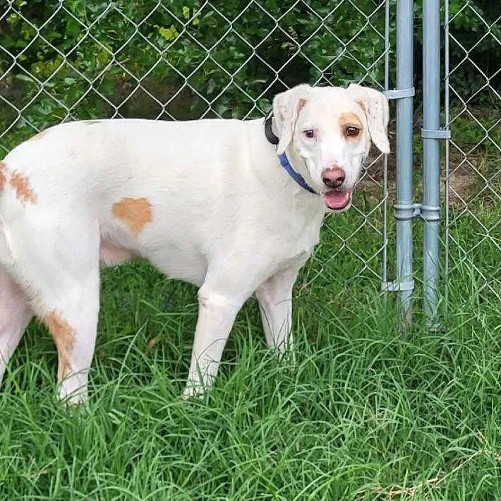 An adult medium-sized male White / Cream Mixed Breed dog named Dini for adoption in Fredericksburg, VA