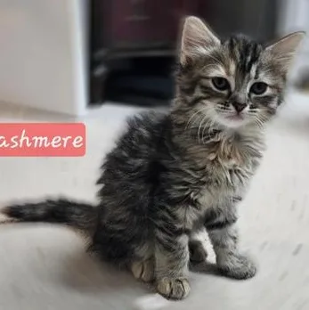 Cashmere thumbnail 2