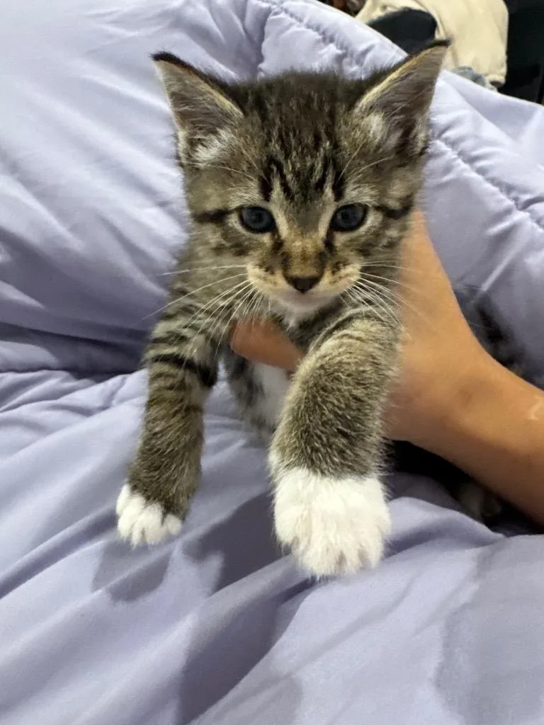 A baby medium-sized female Domestic Short Hair cat named Titi for adoption in Spring, TX