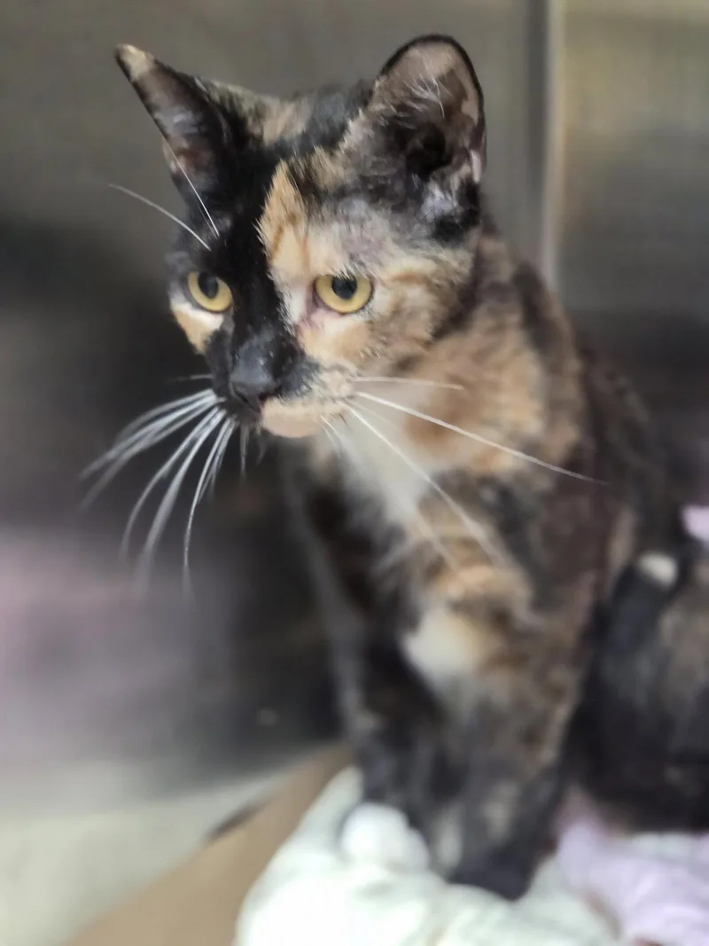 A young medium-sized female Domestic Short Hair cat named Pistachio for adoption in Trenton, NJ