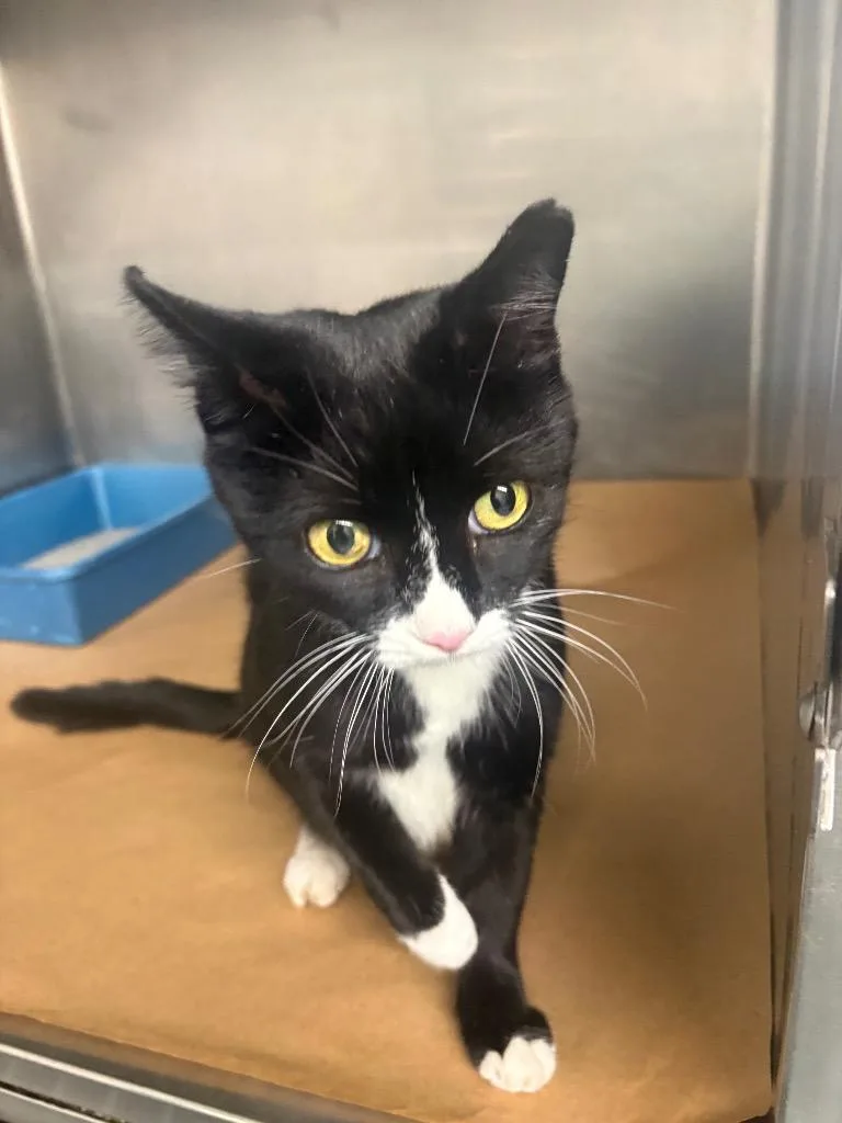 A young medium-sized female Domestic Short Hair cat named Kat for adoption in Cartersville , GA