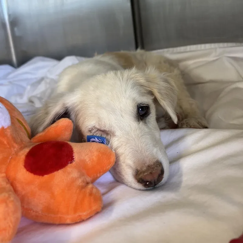 A baby small-sized female White / Cream Mixed Breed dog named Linen for adoption in Moab, UT