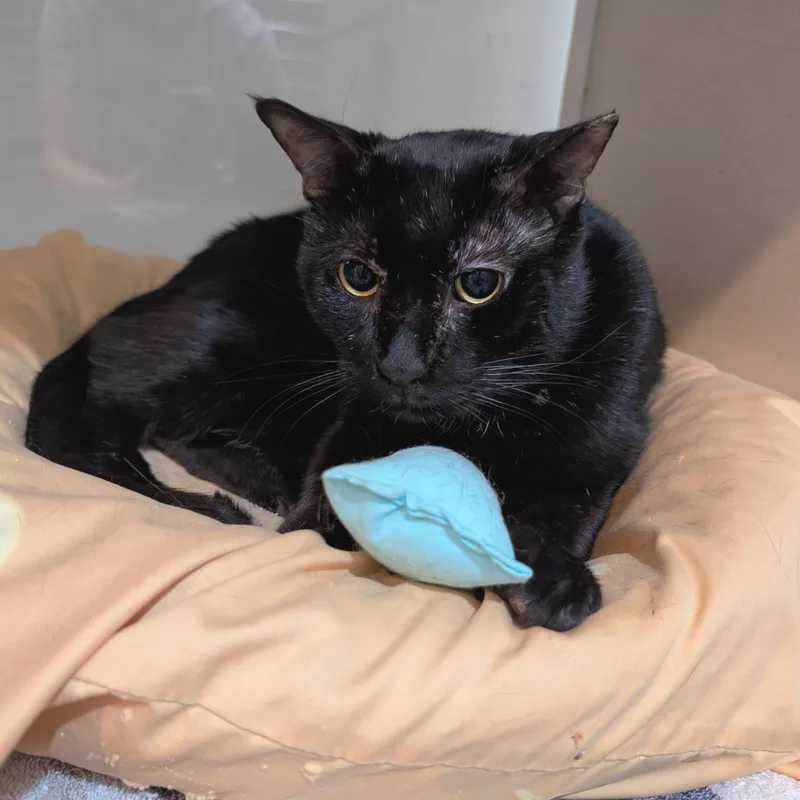 An adult medium-sized male Black Domestic Short Hair cat named Sherman for adoption in West Palm Beach, FL