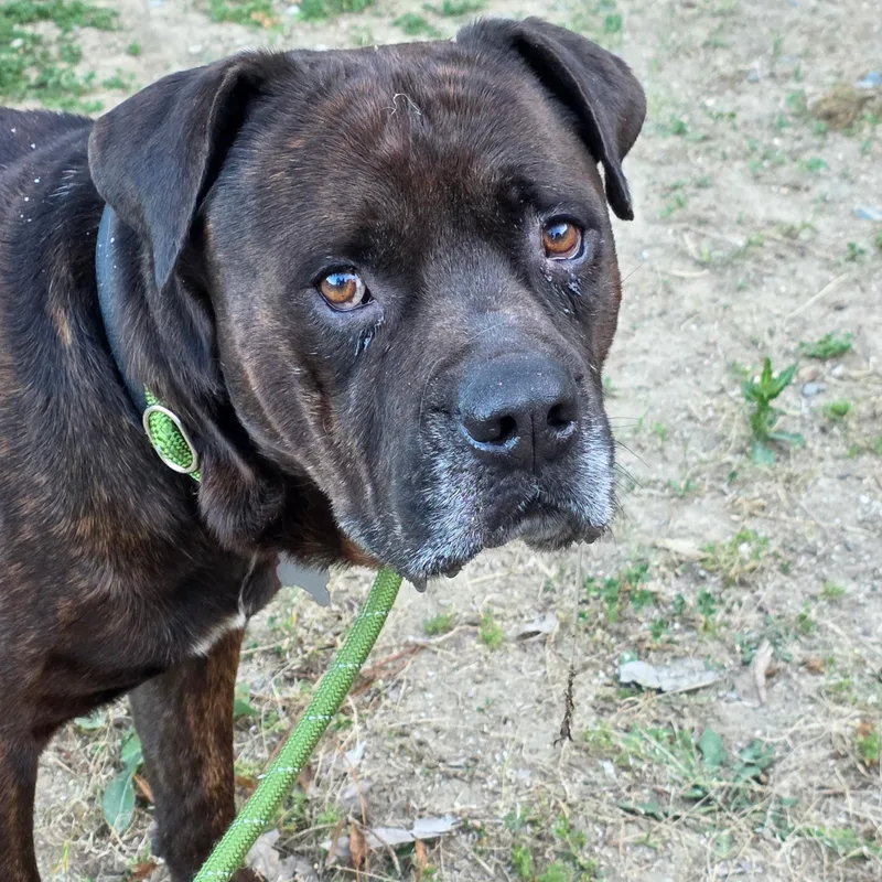 An adult large-sized male Brindle Rottweiler dog named Peanut for adoption in Sierra Madre, CA