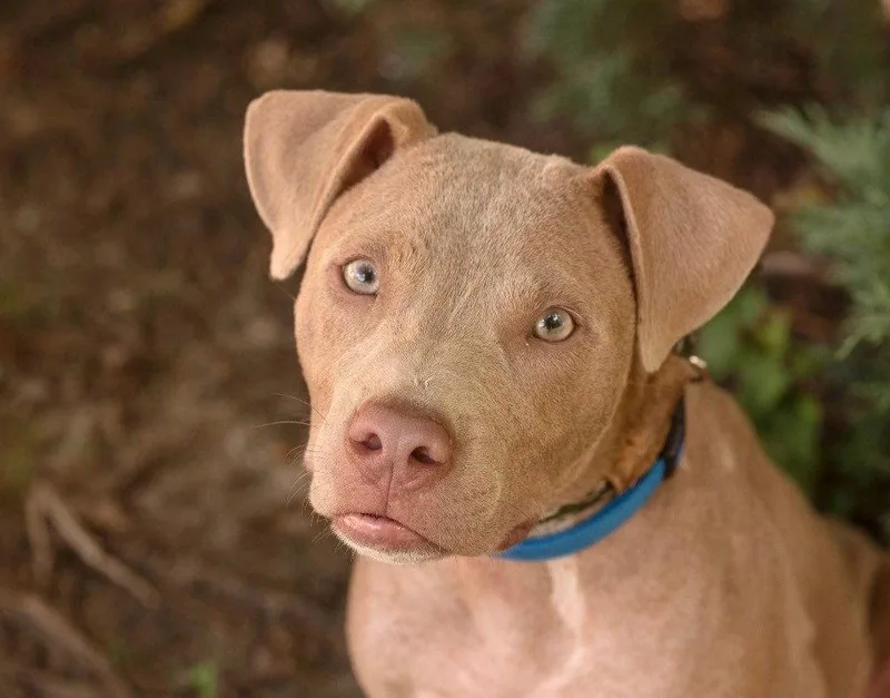 A baby medium-sized male Terrier dog named Spud for adoption in Southaven, MS
