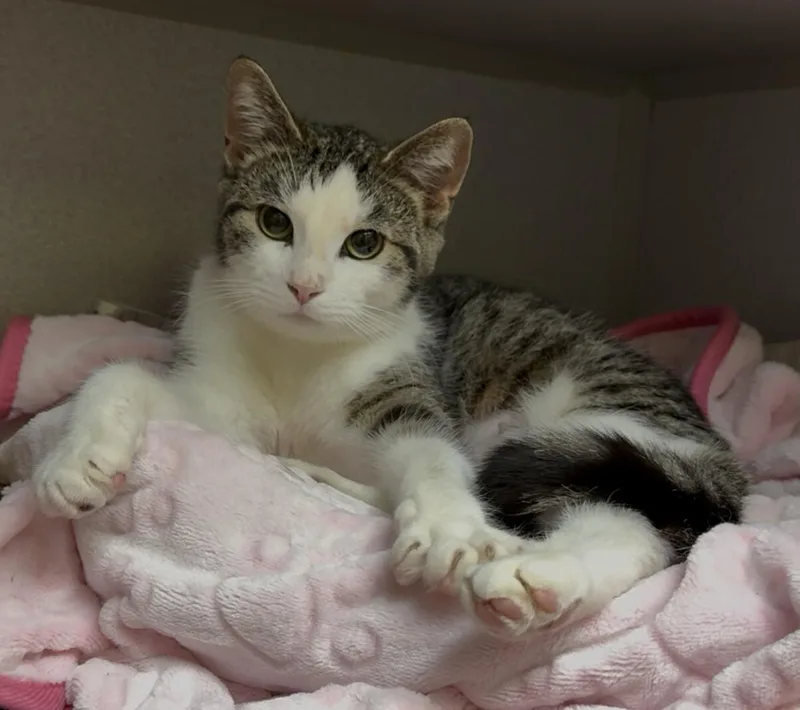 An adult medium-sized female Tabby (Brown / Chocolate) Domestic Short Hair cat named Ruffles for adoption in Osseo, MI