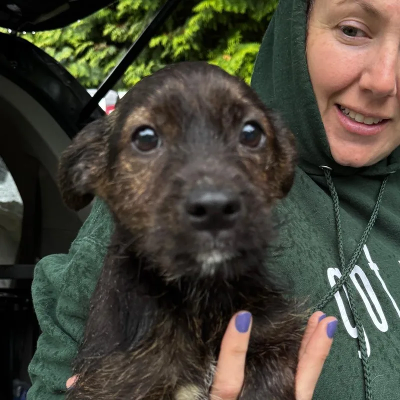 A baby medium-sized male Brown / Chocolate Schnauzer dog named Ny Stewie Avail May for adoption in Stormville, NY