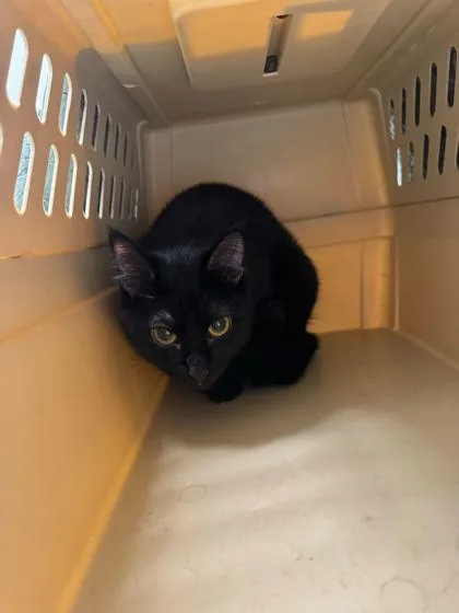 A young small-sized female Black Domestic Short Hair cat named Panther for adoption in Kansas City, MO