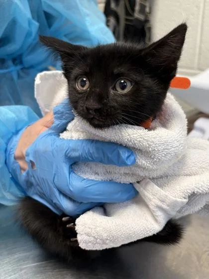 A baby small-sized male Domestic Short Hair cat named August for adoption in Fairfax, VA