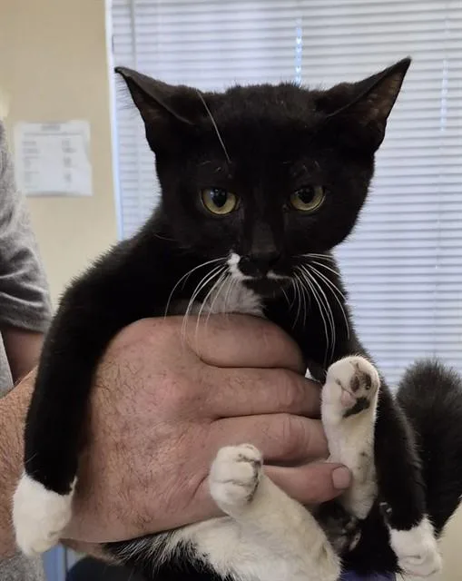 A baby small-sized male Domestic Short Hair cat named Hal for adoption in Lodi, CA