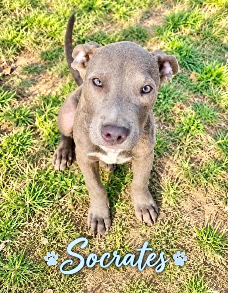 A baby medium-sized male Yellow / Tan / Blond / Fawn Mixed Breed dog named Socrates for adoption in Brewton, AL