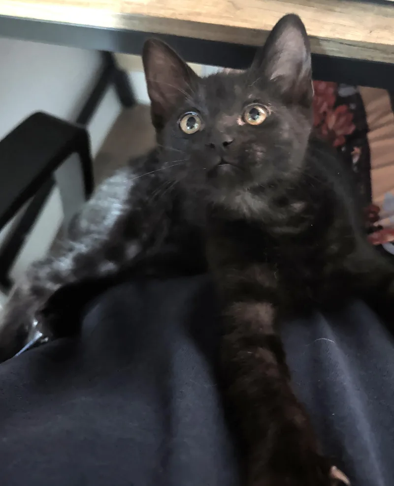Daisy — WeekOld Black