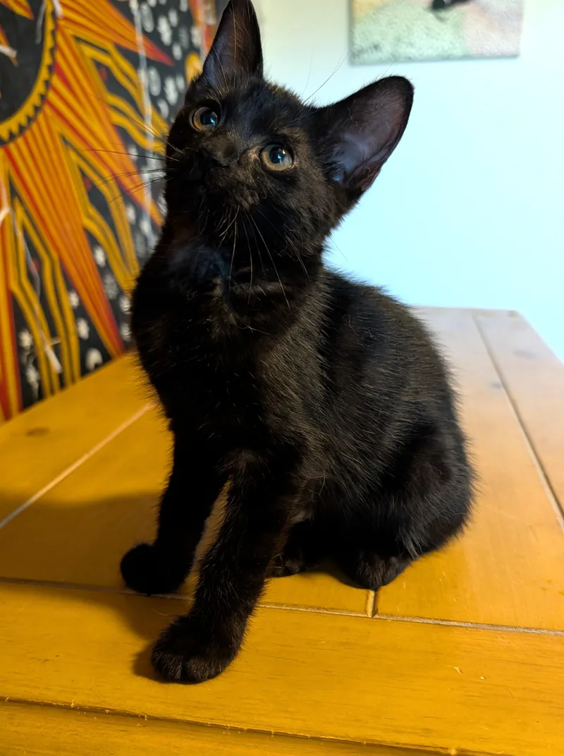 Daisy — WeekOld Black thumbnail 3