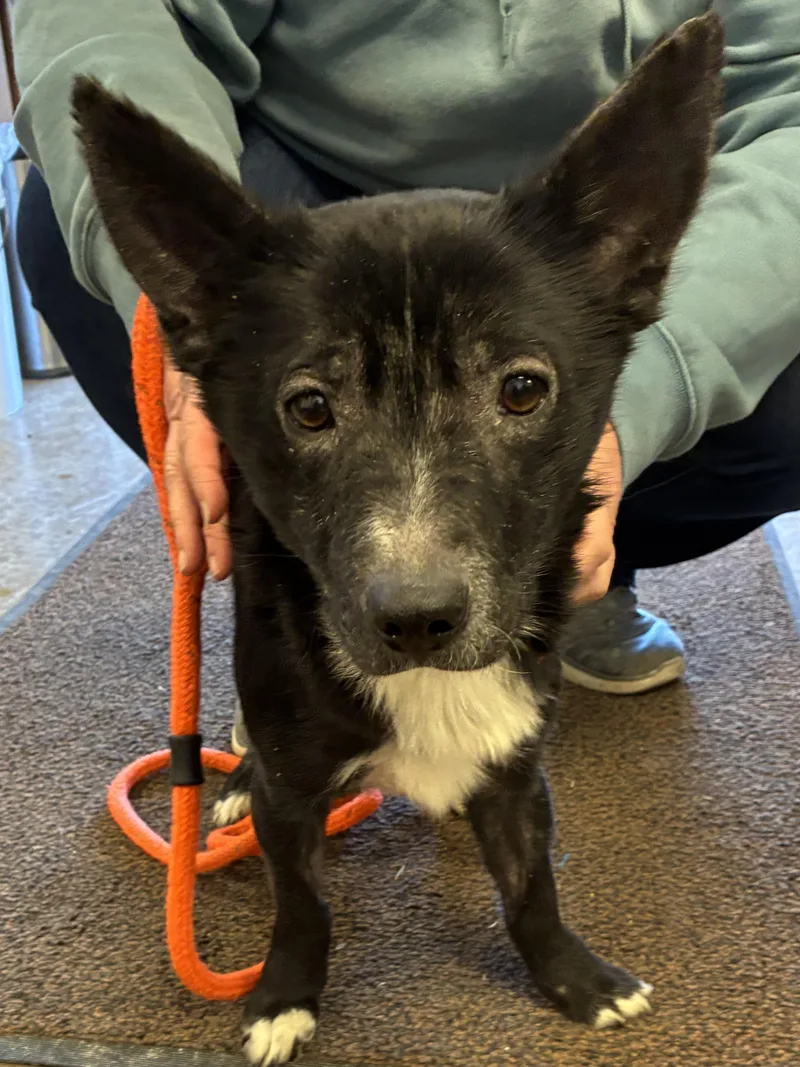An adult small-sized male Black Terrier dog named Buddy for adoption in Indiana, PA