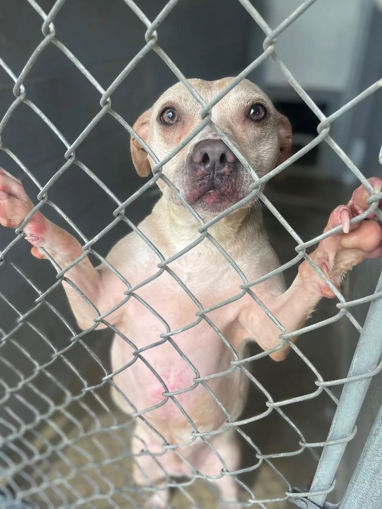 An adult medium-sized female Apricot / Beige Pit Bull Terrier dog named Luna for adoption in Calhoun, KY