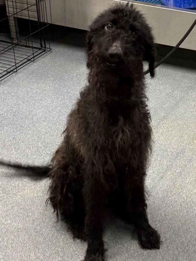 A young large-sized female Poodle dog named Gigi for adoption in Sapulpa, OK
