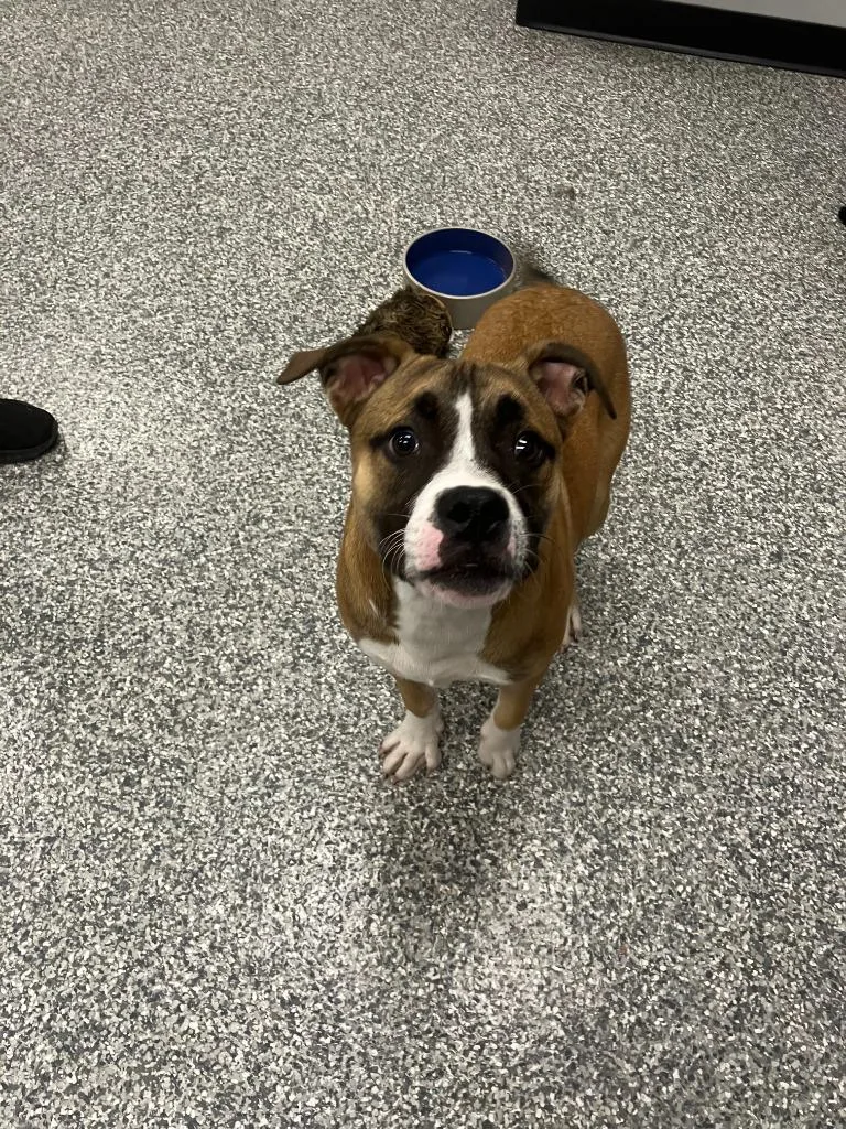 A baby medium-sized male American Bulldog dog named Chip for adoption in Mustang, OK