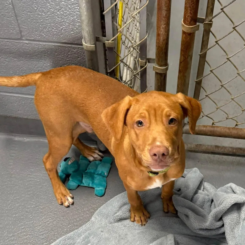 A baby medium-sized male Red / Chestnut / Orange Bullmastiff dog named Ross for adoption in Cadiz, OH