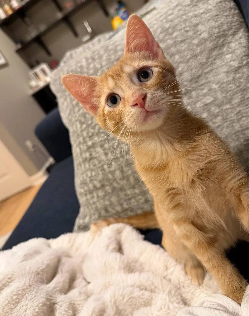 A baby medium-sized male Tabby (Orange / Red) Tabby cat named James for adoption in Parkville, MO