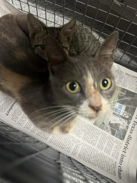 An adult medium-sized female Domestic Short Hair cat named Aurora for adoption in Pasadena, TX