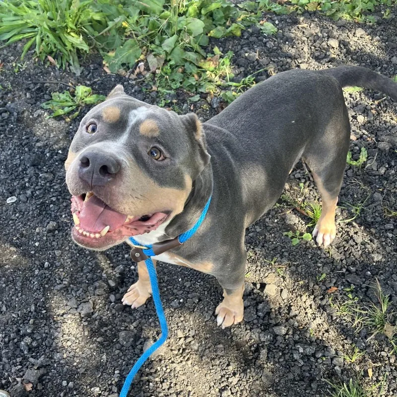 An adult medium-sized male Gray / Blue / Silver Mixed Breed dog named Eclipse for adoption in Jersey City, NJ