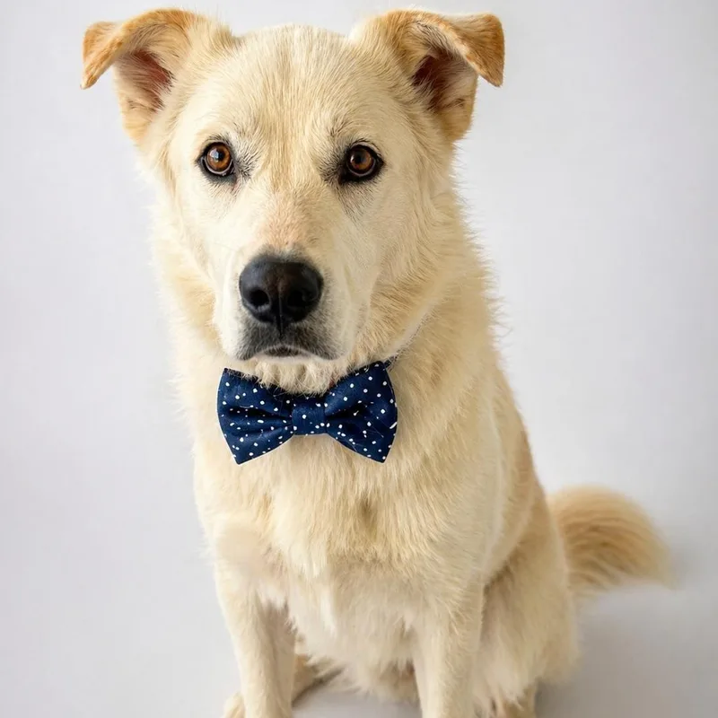 Yeti Gsd