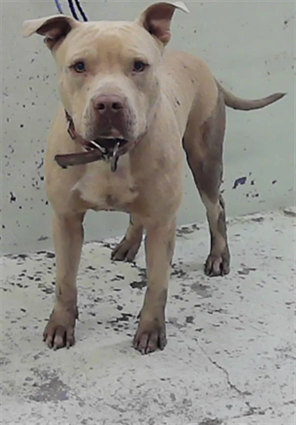 A young medium-sized male Staffordshire Bull Terrier dog named Warren for adoption in Houston, TX