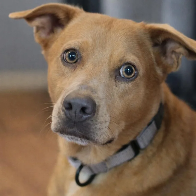A young medium-sized male Labrador Retriever dog named Sammy for adoption in Humble, TX