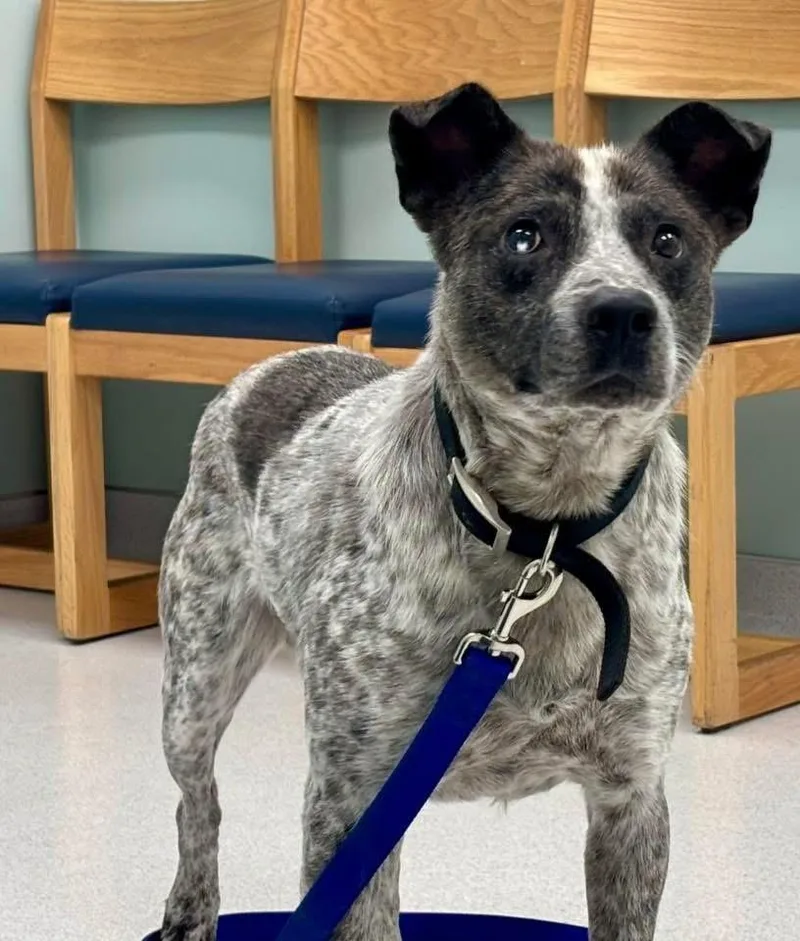 A young medium-sized male Harlequin Australian Cattle Dog / Blue Heeler dog named Buster for adoption in SHADE GAP, PA