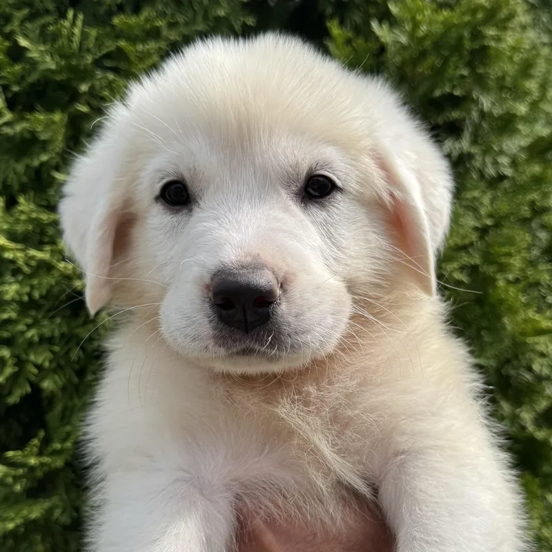 A baby extra large-sized female White / Cream Great Pyrenees dog named Snowball for adoption in Spring hill, TN