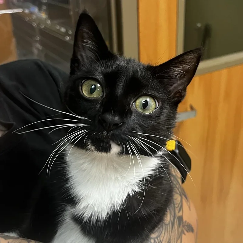 A baby medium-sized male Black Domestic Short Hair cat named Zenni for adoption in Baltimore, MD