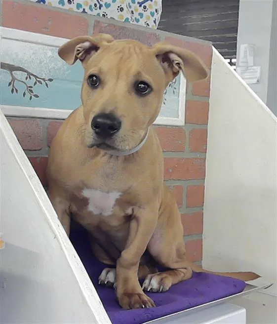 A baby small-sized male Boxer dog named River for adoption in Houston, TX