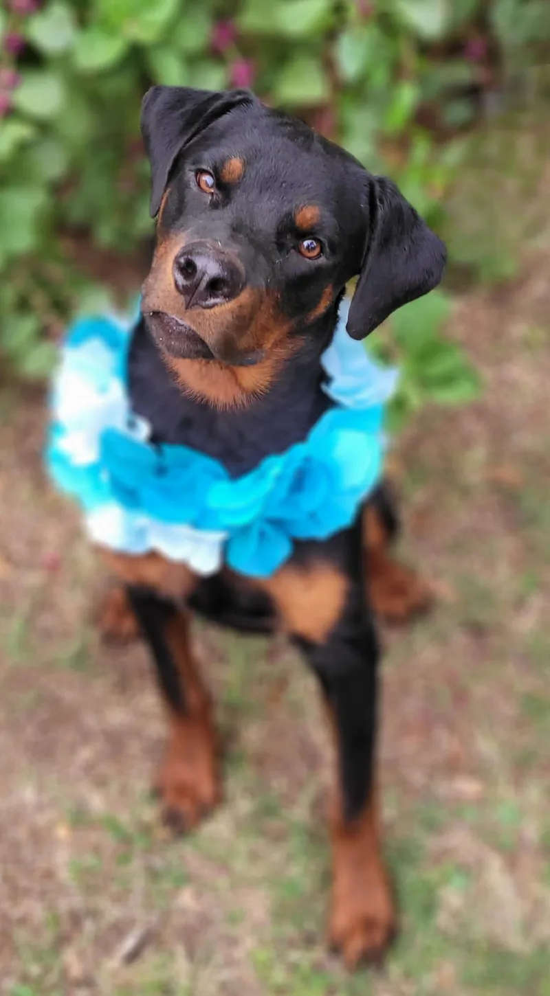 A young large-sized male Rottweiler dog named Gary for adoption in Vernon, TX