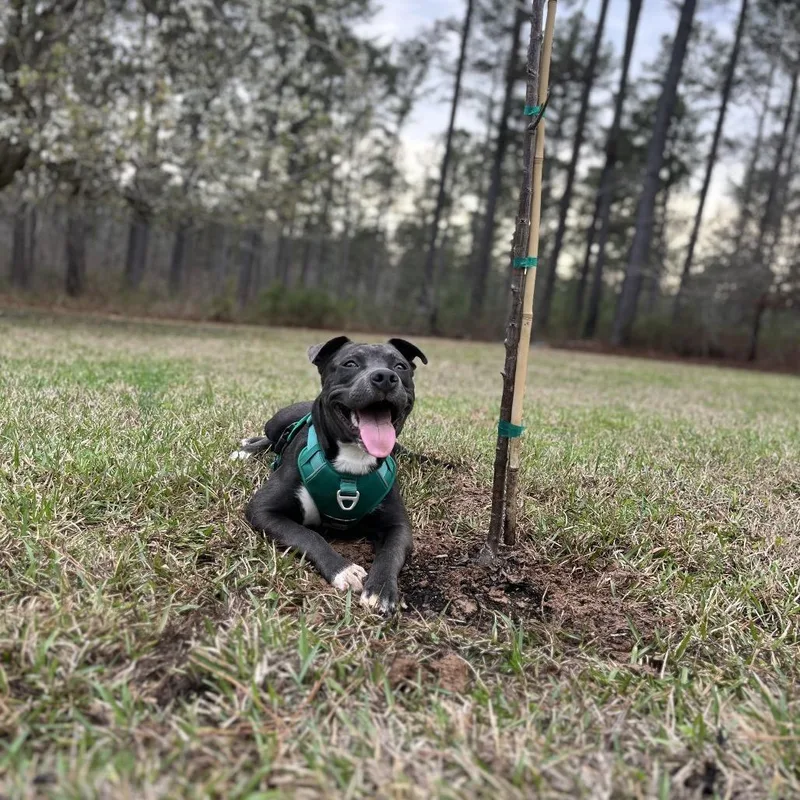 A young medium-sized male Black Pit Bull Terrier dog named Alpharetta Zeus for adoption in Blairsville, GA
