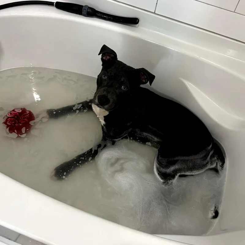 Alpharetta Zeus thumbnail 6