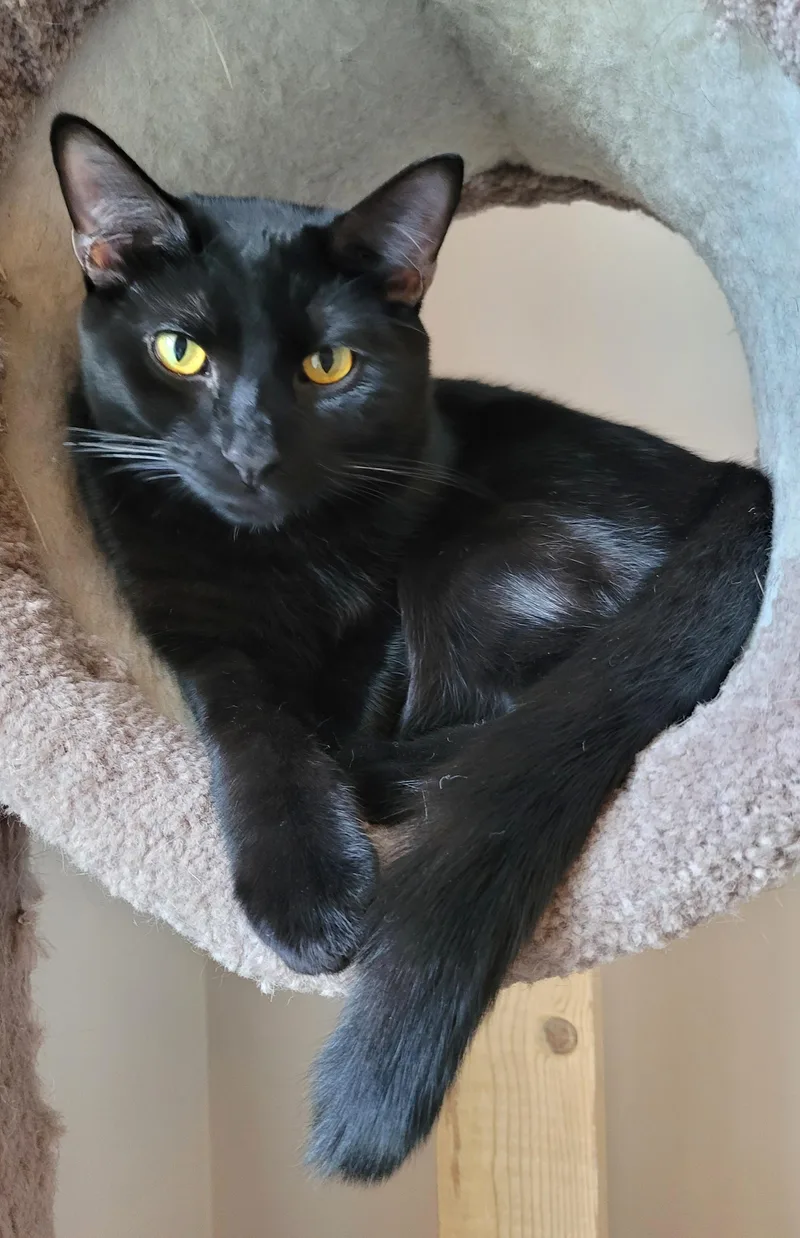 An adult medium-sized male Black Domestic Short Hair cat named Disco for adoption in Murfreesboro, TN
