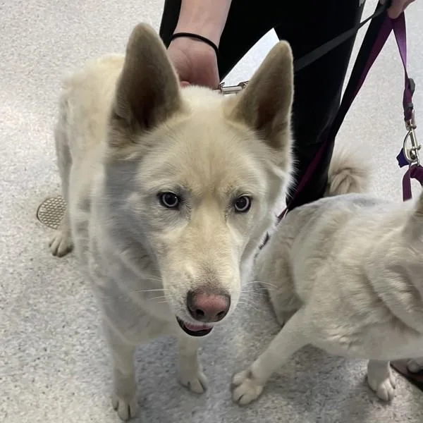 Loki  Bonded Buddies