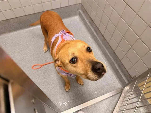 An adult medium-sized female Labrador Retriever dog named Summer for adoption in Tustin, CA