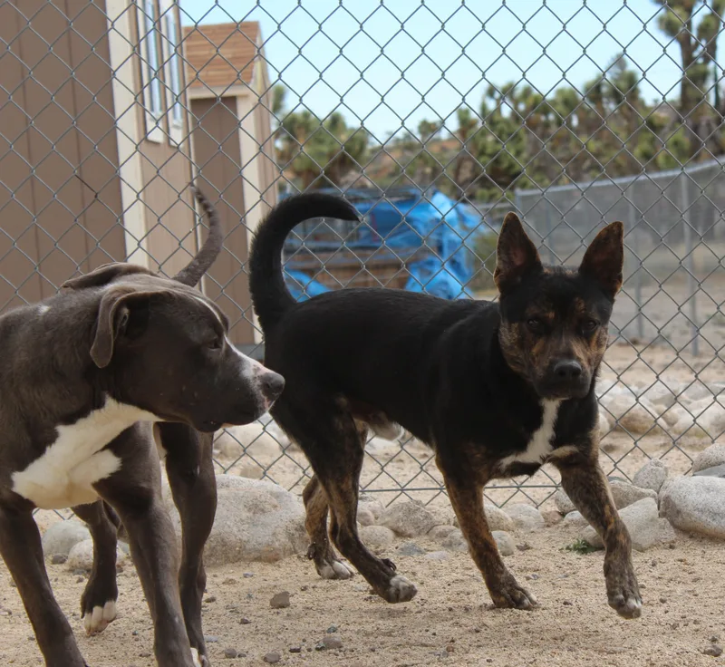 An adult medium-sized male Tricolor (Brown, Black, & White) Cattle Dog dog named Roscoe for adoption in Yucca Valley, CA