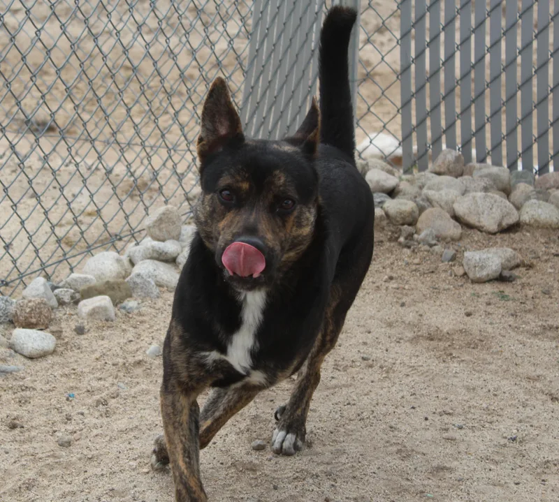 Roscoe thumbnail 2