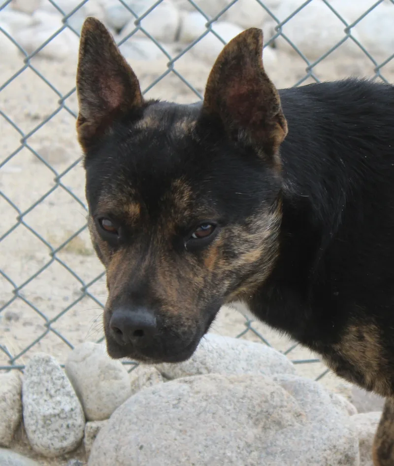 Roscoe thumbnail 3