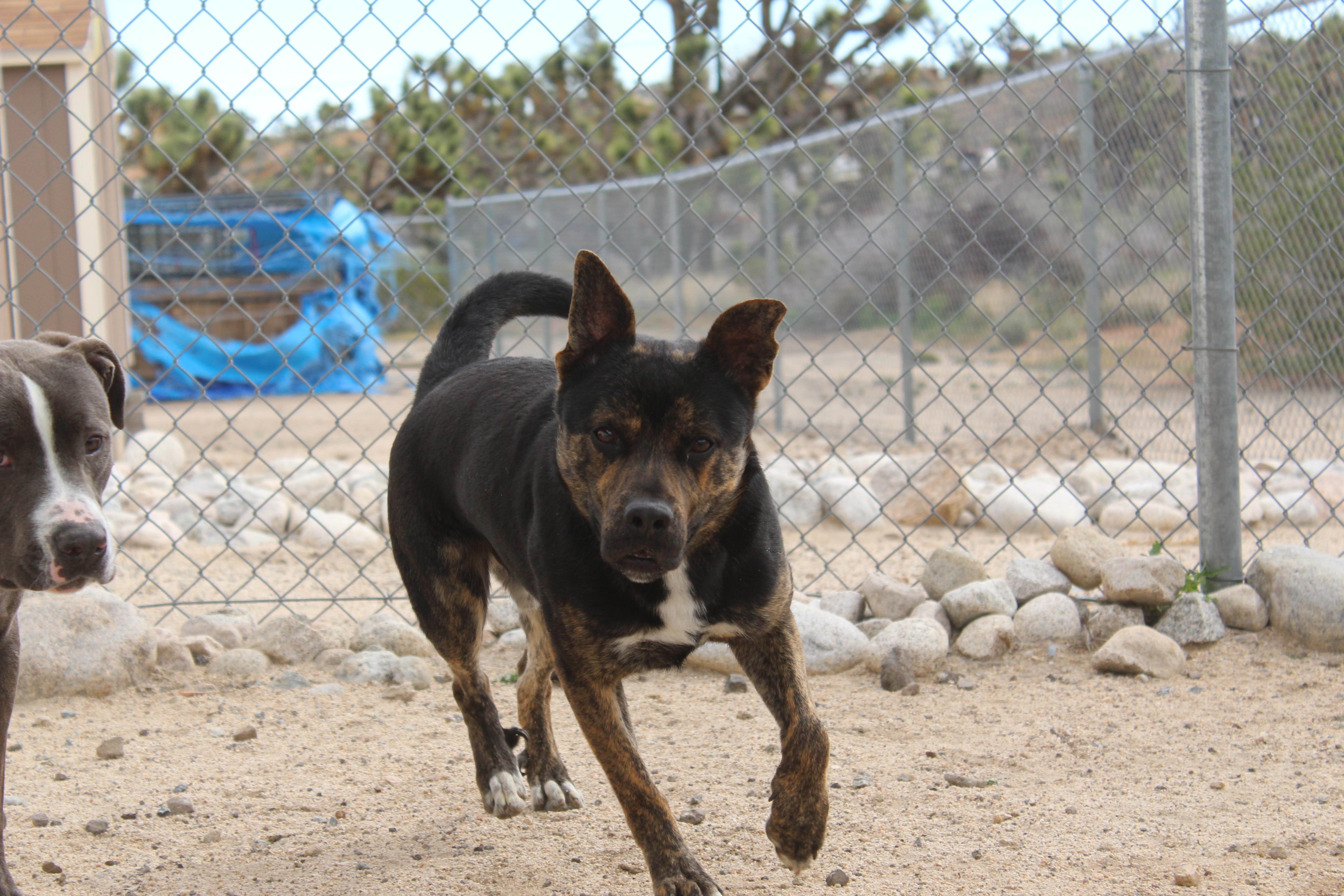 Roscoe thumbnail 4