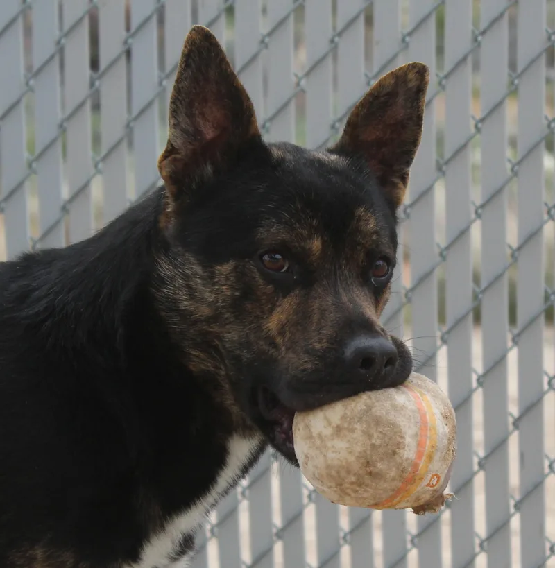 Roscoe thumbnail 5